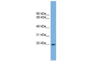 WB Suggested Anti-Msc Antibody Titration:  0. (Musculin anticorps  (C-Term))