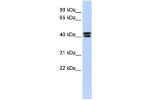Western Blotting (WB) image for anti-Calcium Channel, Voltage-Dependent, beta 3 Subunit (CACNB3) antibody (ABIN2458122) (CACNB3 anticorps)