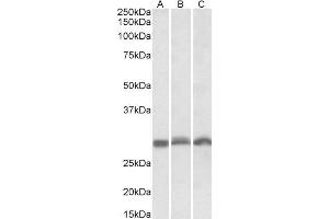 ABIN571226 (0. (PSMA4 anticorps  (Internal Region))