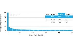 Analysis of Protein Array containing more than 21,000 full-length human proteins using PAX5 Mouse Monoclonal Antibody (PAX5/3735) Z- and S- Score: The Z-score represents the strength of a signal that a monoclonal antibody (Monoclonal Antibody) (in combination with a fluorescently-tagged anti-IgG secondary antibody) produces when binding to a particular protein on the HuProtTM array.