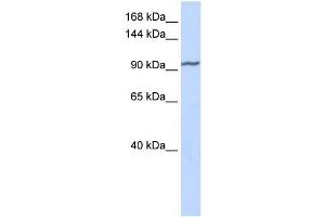 Western Blotting (WB) image for anti-Zinc Finger Protein 280D (ZNF280D) antibody (ABIN2458187) (ZNF280D anticorps)