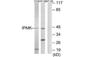 Western Blotting (WB) image for anti-Inositol Polyphosphate Multikinase (IPMK) (C-Term) antibody (ABIN1849800) (IPMK anticorps  (C-Term))