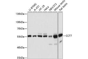 Western blot analysis of extracts of various cell lines, using CCT7 antibody (ABIN6128982, ABIN6138112, ABIN6138113 and ABIN6215731) at 1:3000 dilution. (CCT7 anticorps  (AA 310-500))