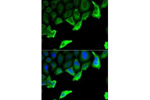 Immunofluorescence analysis of A549 cell using HSP90AA1 antibody. (HSP90AA1 anticorps  (AA 433-732))