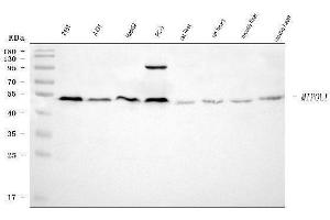 Western blot analysis of MIPOL1 using anti-MIPOL1 antibody (ABIN7602207).