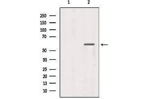Western blot analysis of extracts from 293, using tbx21 Antibody. (T-Bet anticorps  (Internal Region))
