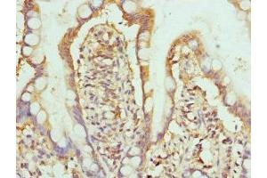 Immunohistochemistry of paraffin-embedded human small intestine tissue using ABIN7155076 at dilution of 1:100 (HPS1 anticorps  (AA 1-324))