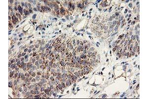 Image no. 1 for anti-DAN Domain Family, Member 5 (DAND5) (AA 23-189) antibody (ABIN1491235) (DAND5 anticorps  (AA 23-189))