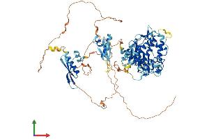 AlphaFold protein structure predicition of Human Recombinant ADARB2 Protein, UniprotID Q9NS39
