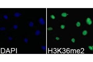 Immunofluorescence analysis of 293T cell using H3K36me2 antibody. (Histone 3 anticorps  (H3K36me2))
