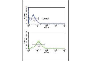 BDKRB1 Antibody (Center) (ABIN652683 and ABIN2842455) flow cytometric analysis of HepG2 cells (bottom histogram) compared to a negative control cell (top histogram). (BDK_1 (AA 213-239) anticorps)