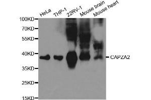 Western blot analysis of extracts of various cell lines, using CAPZA2 antibody.