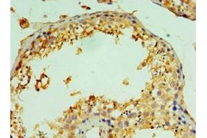 Immunohistochemistry of paraffin-embedded human testis tissue using ABIN7147022 at dilution of 1:100 (Cathepsin L2 anticorps  (AA 105-334))