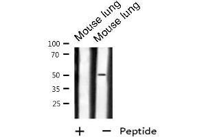 Western blot analysis of GPR180 expression in Mouse lung lysate (GPR180 anticorps  (Internal Region))