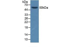 Figure. (GFRA1 anticorps  (AA 239-350))