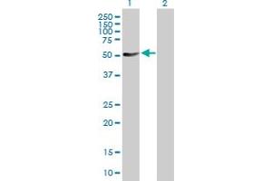 Western Blot analysis of PTPN11 expression in transfected 293T cell line by PTPN11 MaxPab polyclonal antibody. (PTPN11 anticorps  (AA 1-460))