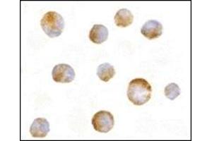 Immunocytochemistry of Mcl-1 in Raji cells with this product at 10 μg/ml.