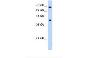 Image no. 1 for anti-Carbohydrate (N-Acetylgalactosamine 4-0) Sulfotransferase 8 (CHST8) (AA 201-250) antibody (ABIN6738605) (CHST8 anticorps  (AA 201-250))