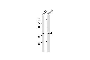 ERCC1 Antibody (C-term) (ABIN1882194 and ABIN2843349) western blot analysis in Hela,A549 cell line lysates (35 μg/lane). (ERCC1 anticorps  (C-Term))