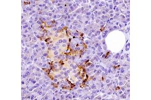 Immunohistochemistry of paraffin embedded human pancreas using Kiaa1324 (ABIN7073822) at dilution of 1:2500 (400x lens)