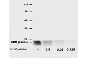 Western Blotting (WB) image for anti-CD9 (CD9) antibody (PE) (ABIN614778) (CD9 anticorps  (PE))