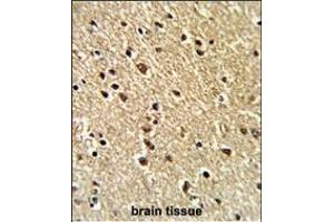 Formalin-fixed and paraffin-embedded human brain tissue reacted with ZFP36 Antibody (Center), which was peroxidase-conjugated to the secondary antibody, followed by DAB staining.