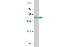 Western Blot detection against Immunogen (56. (EPH Receptor A7 anticorps  (AA 1-279))