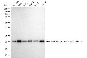 anti-Protein/nucleic Acid Deglycase DJ-1 (PARK7) antibody