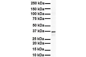 WB Suggested Anti-GAPDH antibody Titration: 1 ug/mL Sample Type: Human Raji (GAPDH anticorps  (Middle Region))