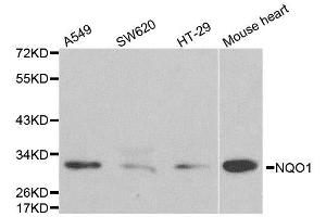 Western blot analysis of extracts of various cell lines, using NQO1 antibody.
