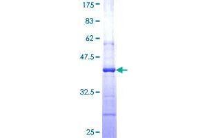 Image no. 1 for Eukaryotic Translation Initiation Factor 2C, 1 (EIF2C1) (AA 101-200) protein (GST tag) (ABIN1352522)