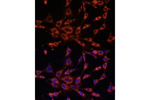 Immunofluorescence analysis of NIH-3T3 cells using ITPR3 antibody (ABIN6132120, ABIN6142616, ABIN6142617 and ABIN6216547) at dilution of 1:100.