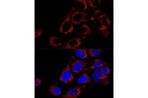 Confocal immunofluorescence analysis of U2OS cells using TOMM40 Polyclonal Antibody (ABIN1683091, ABIN3017594, ABIN3017595 and ABIN6220162) at dilution of 1:200. (TOMM40 anticorps  (AA 1-90))