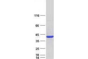 Validation with Western Blot