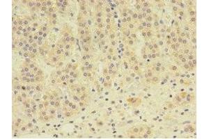 Immunohistochemistry of paraffin-embedded human adrenal gland tissue using ABIN7145562 at dilution of 1:100