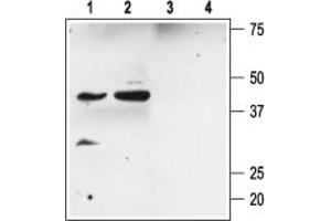 Western blot analysis of rat kidney (lanes 1 and 3) and heart (lanes 2 and 4) membranes:1,2.