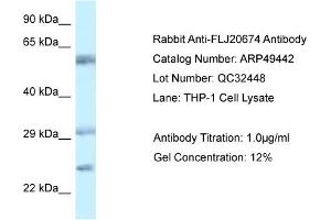 anti-FLJ20674 (N-Term) antibody