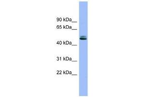 SPINT1 antibody used at 1 ug/ml to detect target protein.