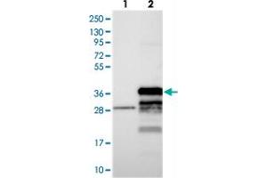 Western blot analysis of Lane 1: Negative control (vector only transfected HEK293T lysate), Lane 2: Over-expression Lysate (Co-expressed with a C-terminal myc-DDK tag (~3. (FAM92B anticorps)