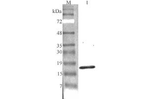 Western blot analysis using anti-CTRP7 (GD) (human), pAb  at 1:4'000 dilution.
