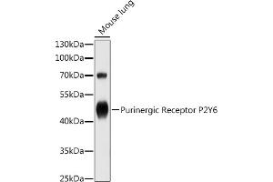 Western blot analysis of extracts of Mouse lung, using Purinergic Receptor P2Y6 antibody (ABIN3016120, ABIN3016121, ABIN3016122 and ABIN6219555) at 1:1000 dilution. (P2RY6 anticorps)