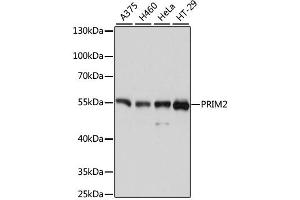 Western blot analysis of extracts of various cell lines, using PRIM2 antibody (ABIN4904851) at 1:3000 dilution. (PRIM2 anticorps)