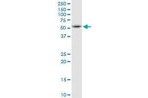 FAF2 MaxPab polyclonal antibody. (FAF2 anticorps  (AA 1-445))