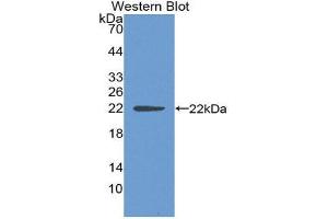 Western Blotting (WB) image for anti-Sonic Hedgehog (SHH) (AA 36-193) antibody (ABIN1870868)