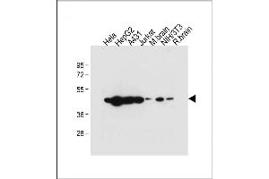All lanes : Anti-TUFM Antibody (N-term) at 1:2000 dilution Lane 1: Hela whole cell lysate Lane 2: HepG2 whole cell lysate Lane 3: A431 whole cell lysate Lane 4: Jurkat whole cell lysate Lane 5: Mouse brain tissue lysate Lane 6: NIH/3T3 whole cell lysate Lane 7: Rat brain whole cell lysate Lysates/proteins at 20 μg per lane.