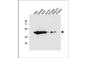 All lanes : Anti-TUFM Antibody (N-term) at 1:2000 dilution Lane 1: Hela whole cell lysate Lane 2: HepG2 whole cell lysate Lane 3: A431 whole cell lysate Lane 4: Jurkat whole cell lysate Lane 5: Mouse brain tissue lysate Lane 6: NIH/3T3 whole cell lysate Lane 7: Rat brain whole cell lysate Lysates/proteins at 20 μg per lane. (TUFM anticorps  (N-Term))