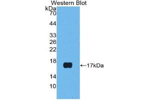 Western Blotting (WB) image for anti-Luteinizing Hormone beta Polypeptide (LHB) (AA 23-141) antibody (ABIN3205065) (LHB anticorps  (AA 23-141))