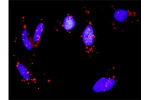 Proximity Ligation Analysis of protein-protein interactions between MAP3K3 and PRKACA.