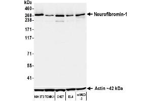 anti-Neurofibromin 1 (NF1) (C-Term) antibody