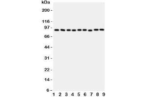 Western blot testing of VCP antibody and rat samples 1: brain;  2: kidney;  3: liver;  4: lung; and human samples  5: HeLa;  6: HL-60;  7: A431;  8: A549;  9: SMMC-7721 cell lysate. (VCP anticorps  (C-Term))